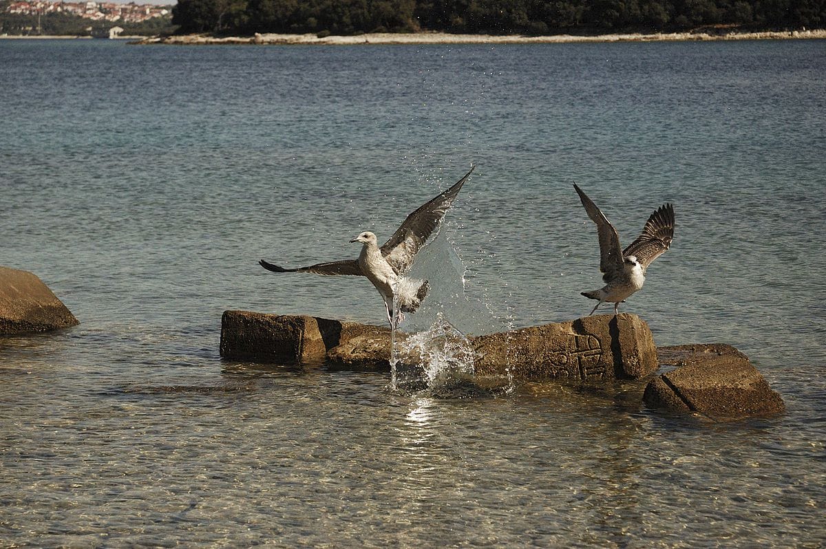 brijuni national park birds