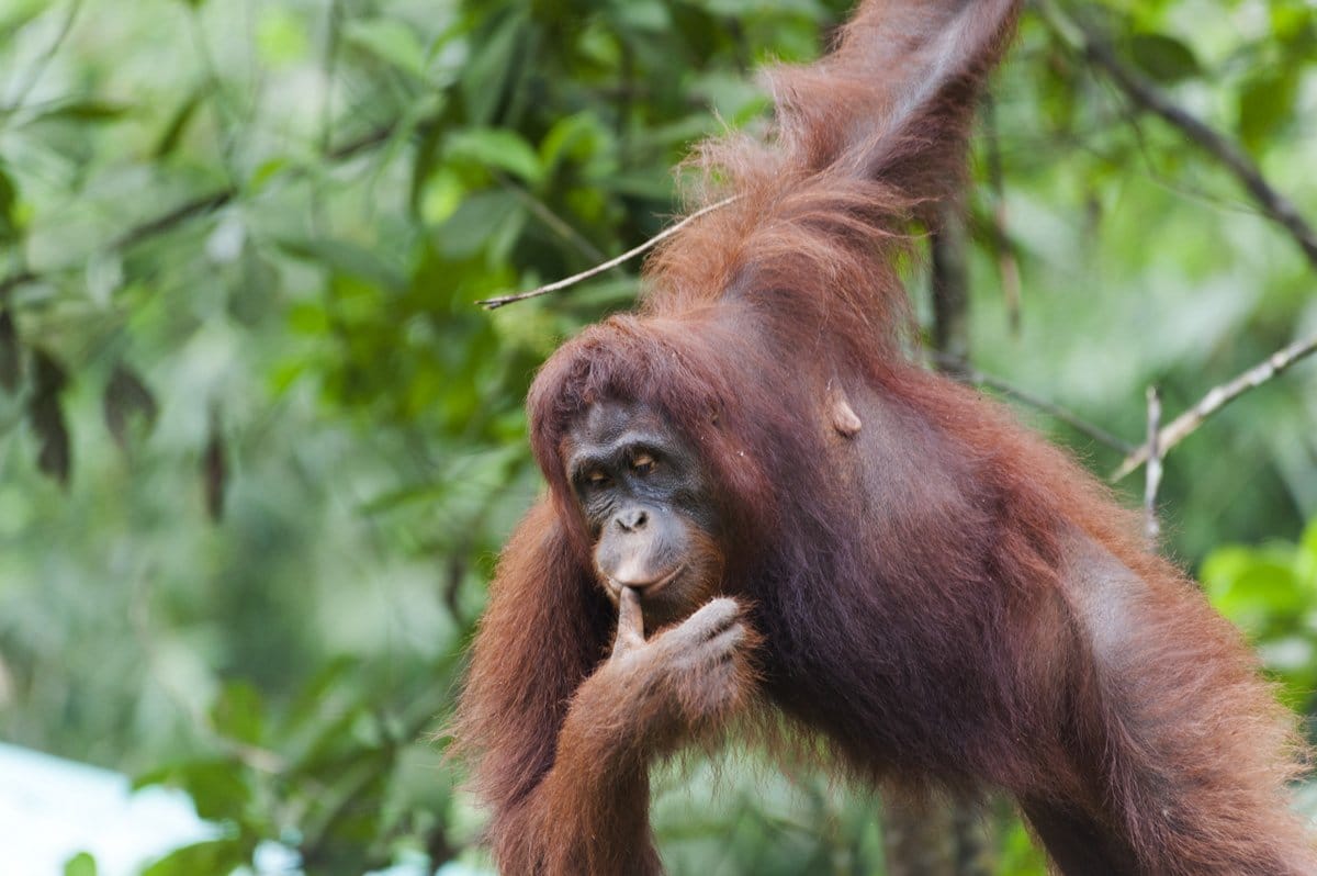 semenggoh orangutan thumb in mouth