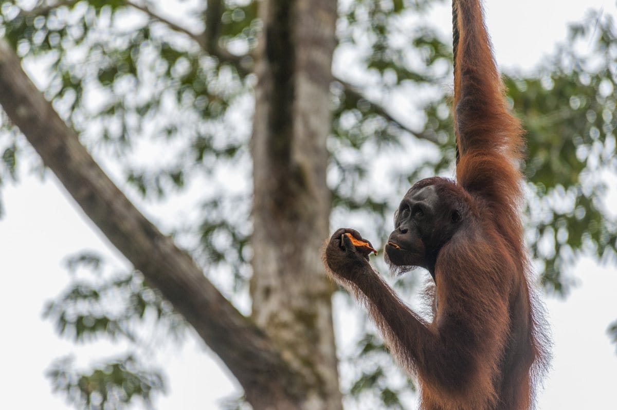 things to do in Sarawak orangutans