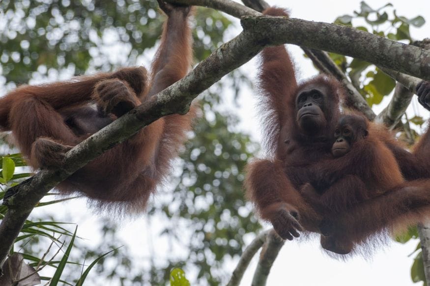 semenggoh two orangutans with baby
