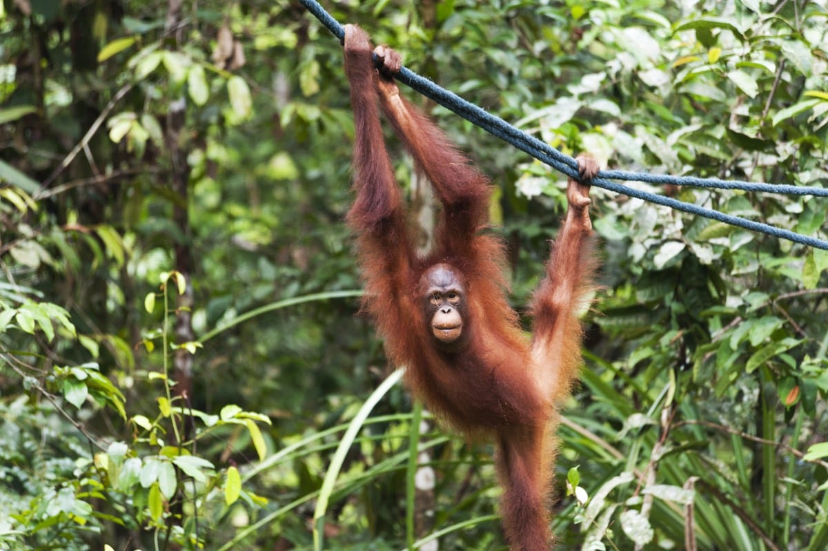 semenggoh young orangutan climbing