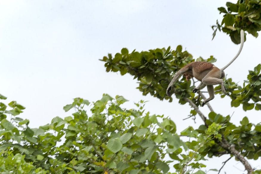 bako national park proboscis monkey jumping