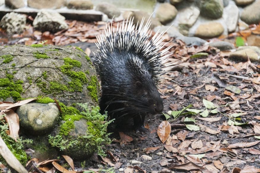 matang wildlife centre porcupine