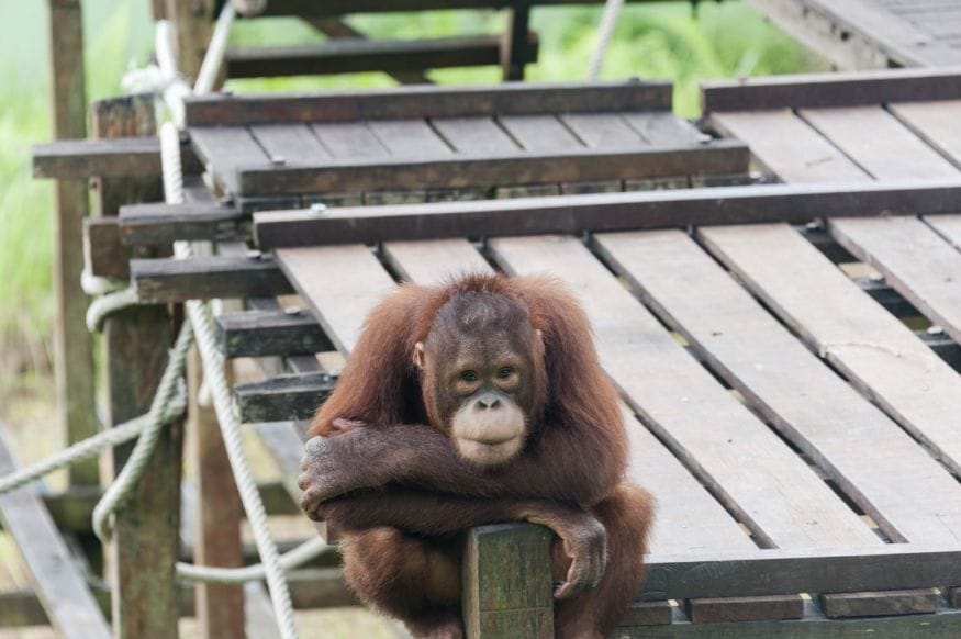 matang wildlife centre young orang