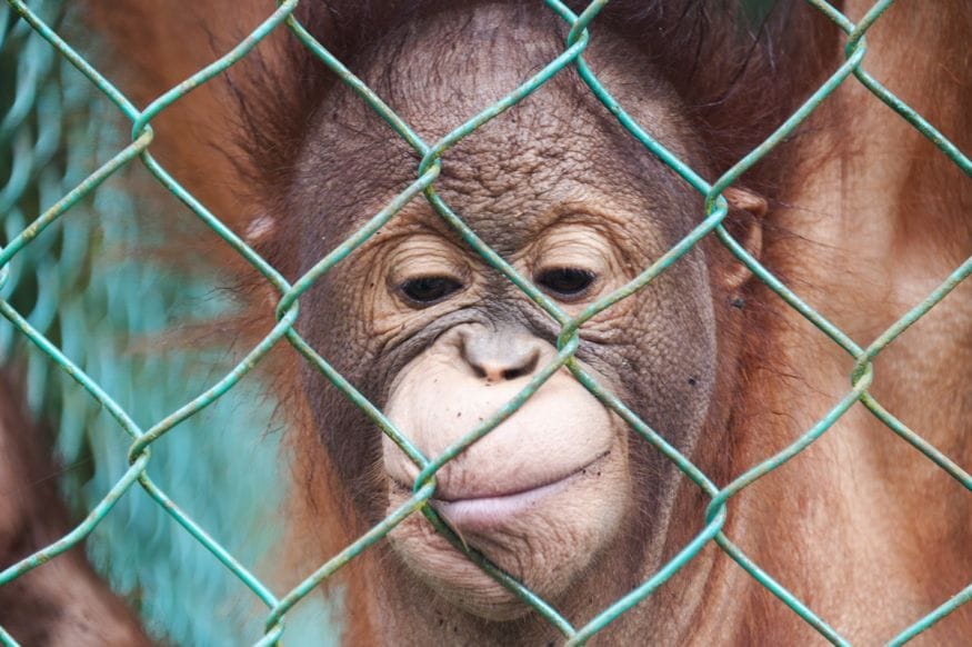 matang wildlife centre baby orangutan