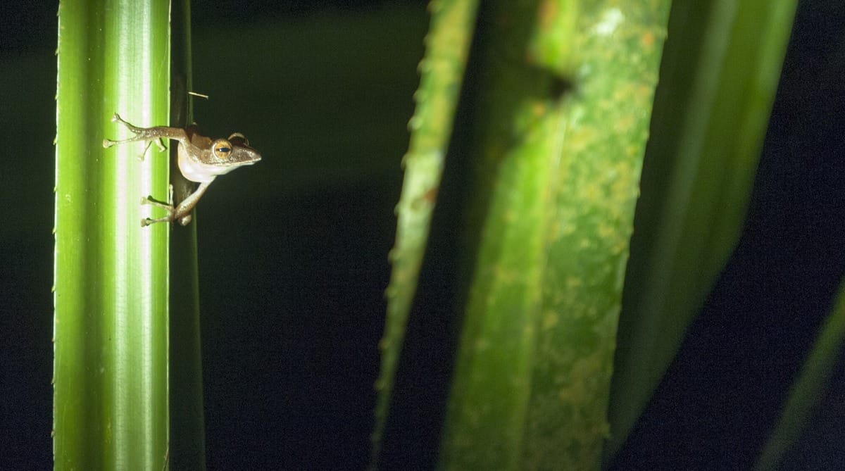 night frog bako national park