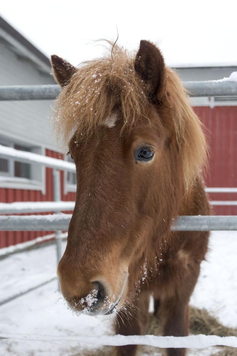 brown horse portrait finland