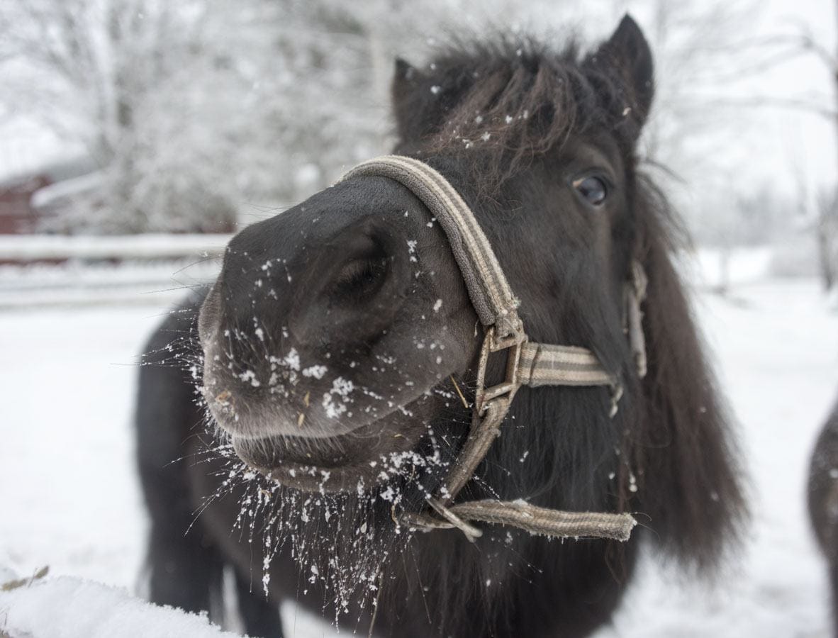 icelandic pony finland