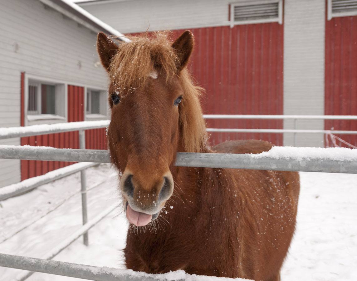 icelandic brown horse finland