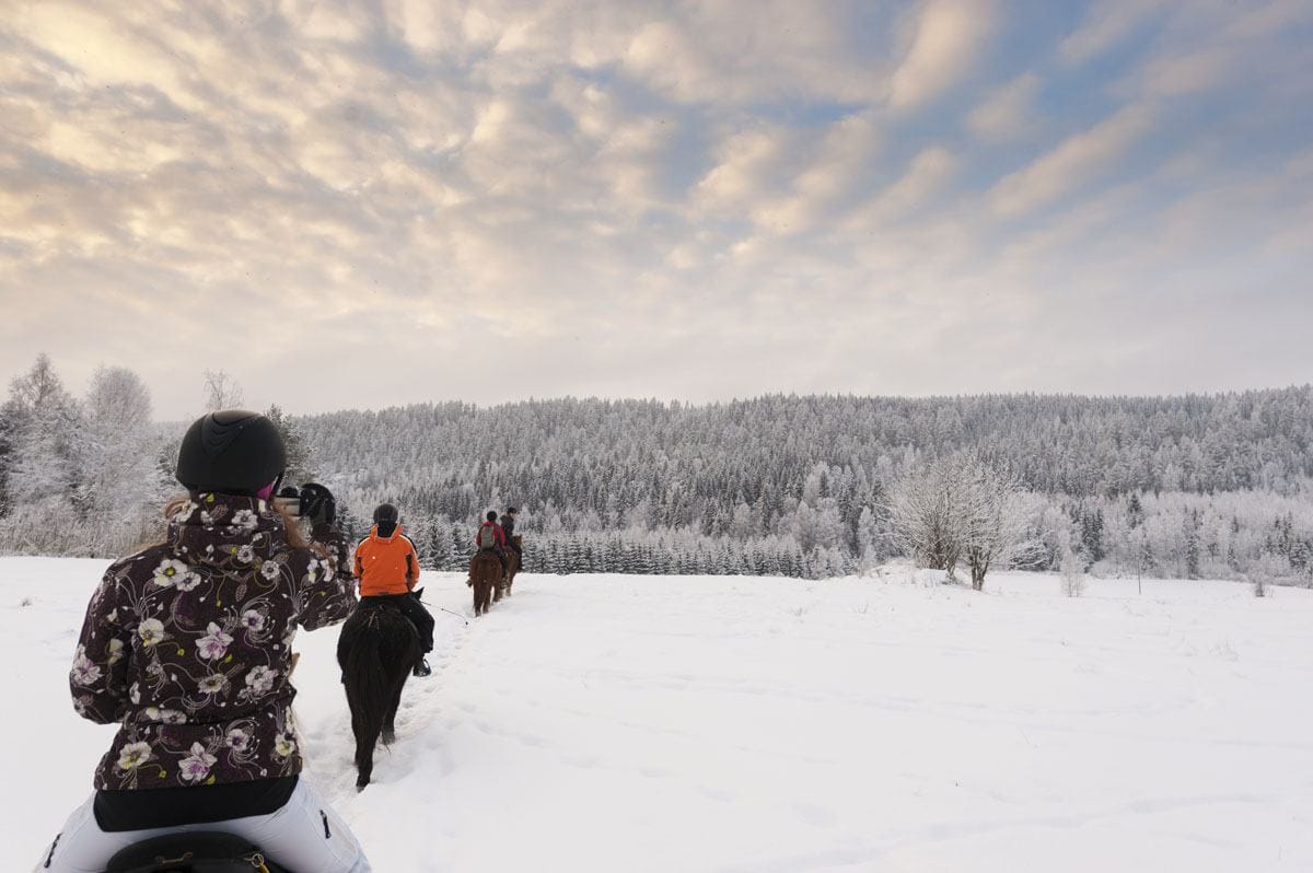 horses finland sunset snow