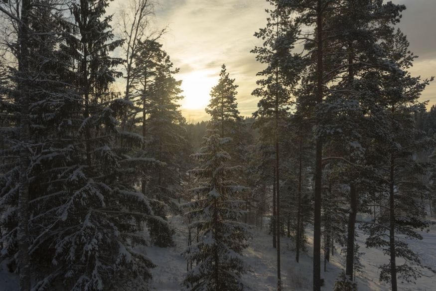 what to do in helsinki in winter trees