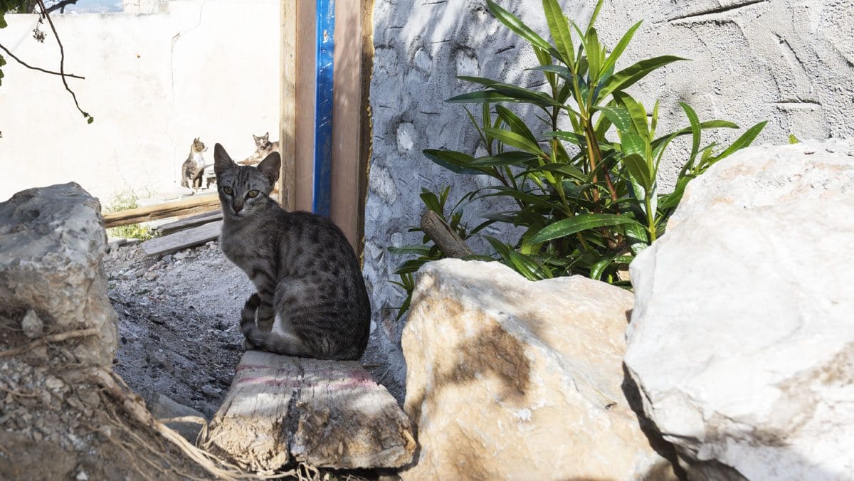 greek island cats