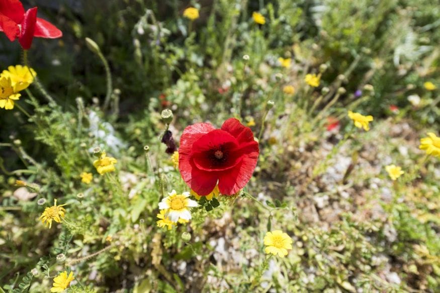 red poppy flowers greek islands