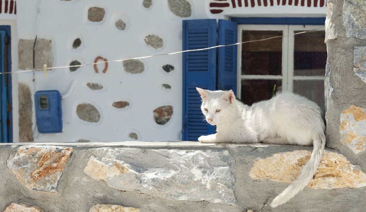 white cat window greek islands