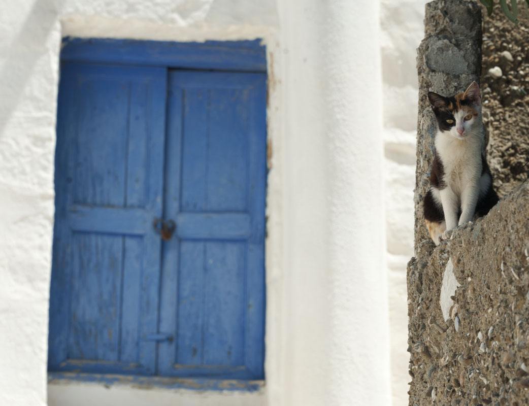 cat window greek islands