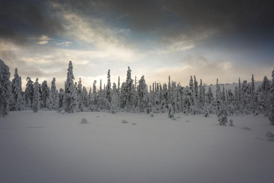 finland lapland snowy pines
