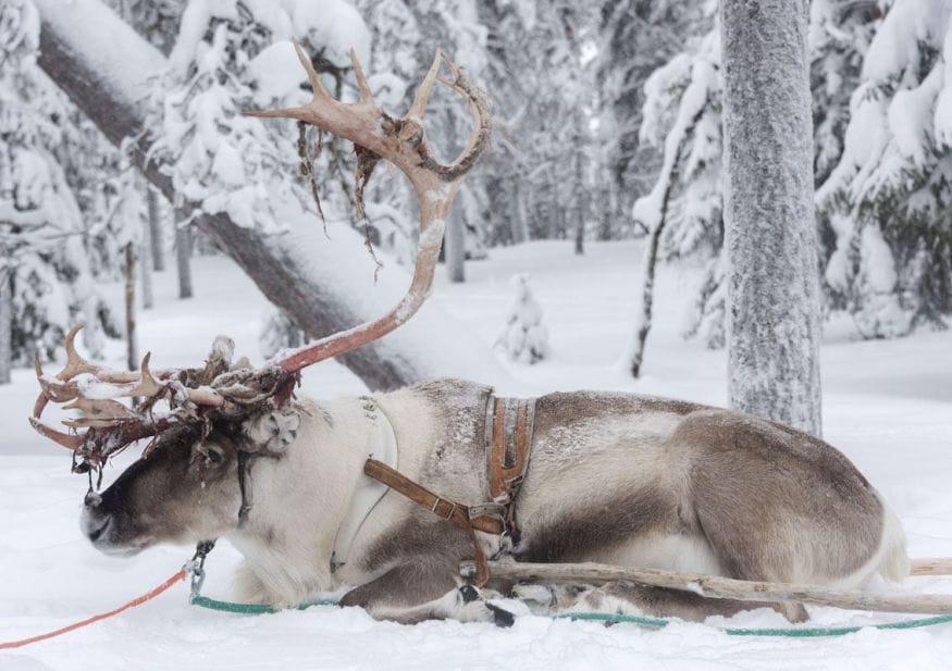 salla reindeer in wood finland