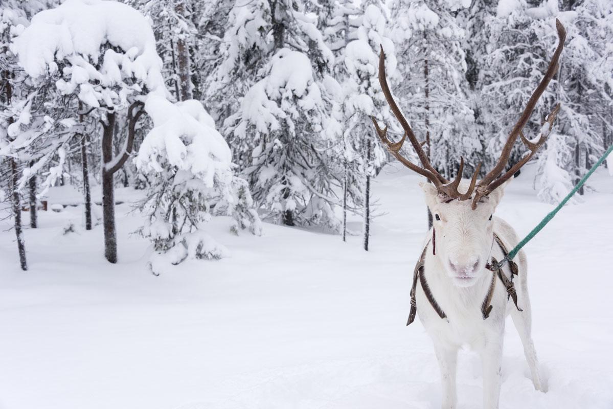 salla white cute reindeer lapland
