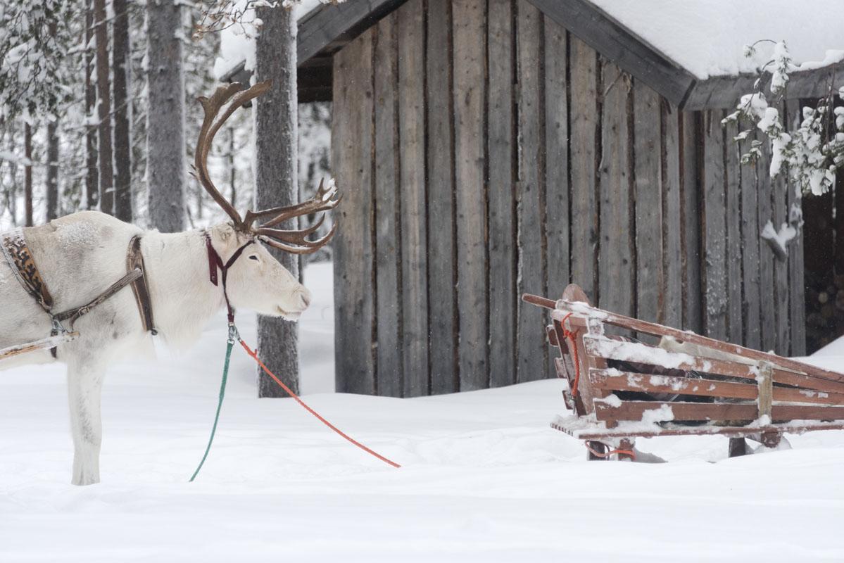 white reindeer sleigh lapland