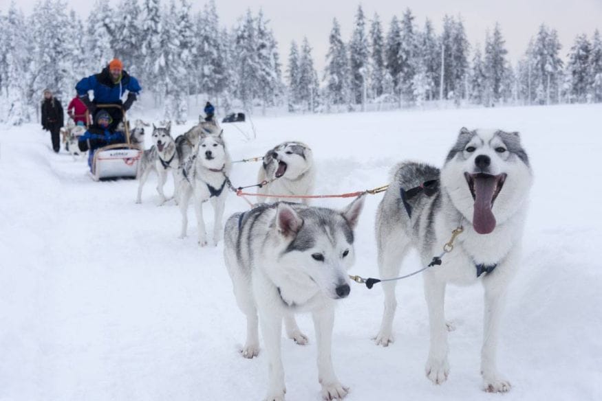 salla finland dogsledding