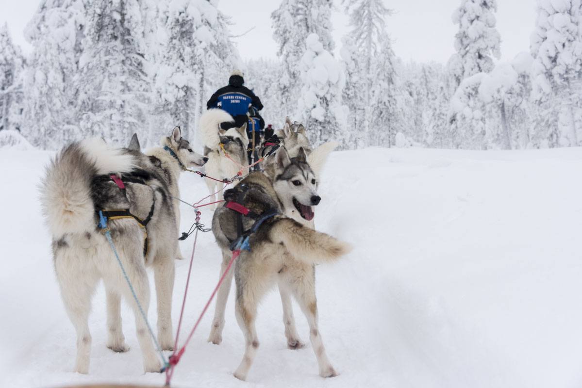 salla finland dogsledding husky pack