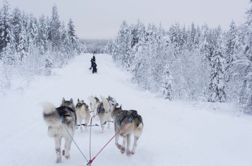 salla finland dogsledding snow