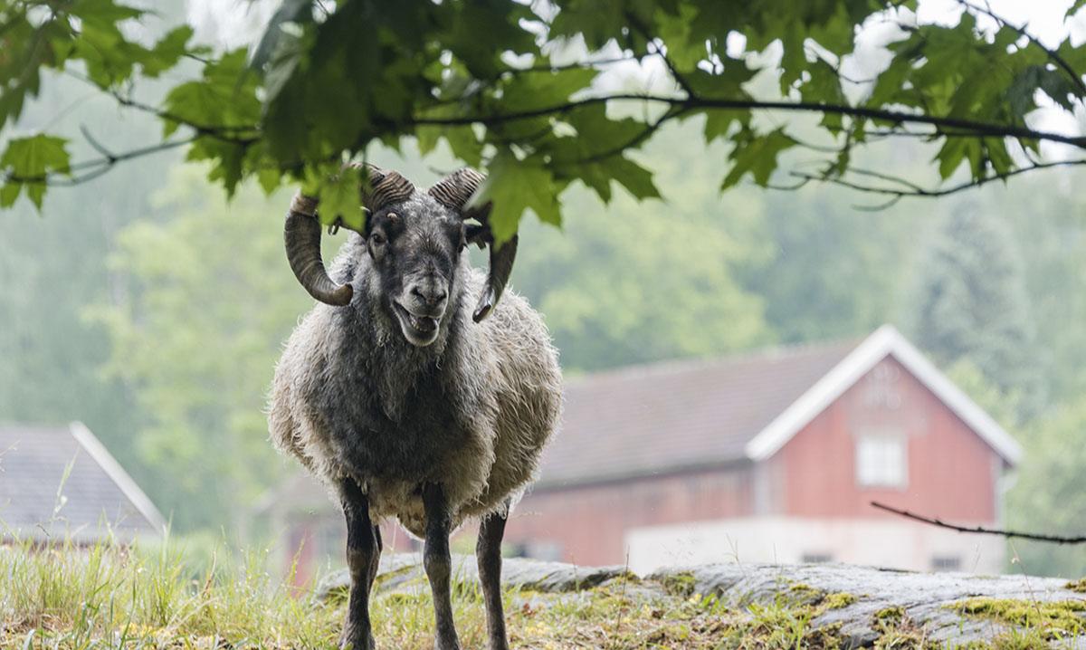 aland sheep martinpiha