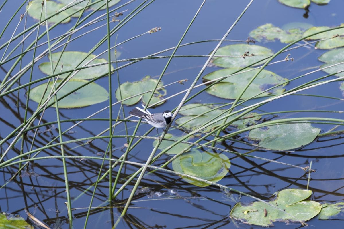 pond porvoo finland