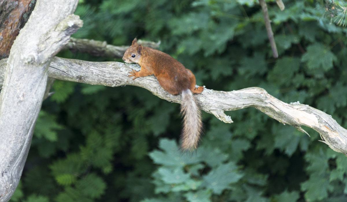 squirrel finland porvoo