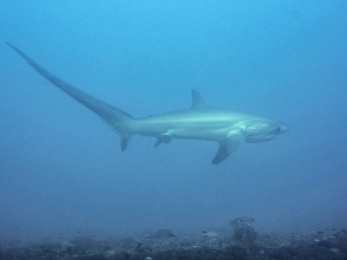 thresher shark malapascua