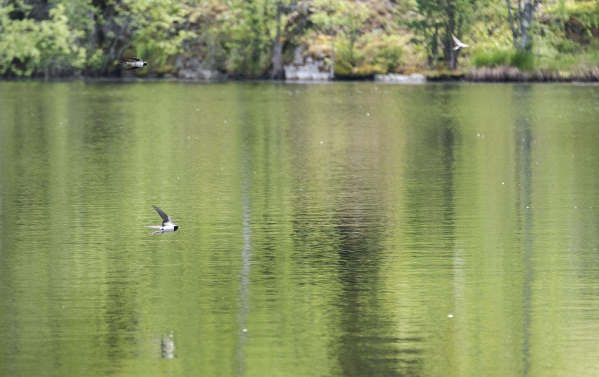 birds lake helsinki