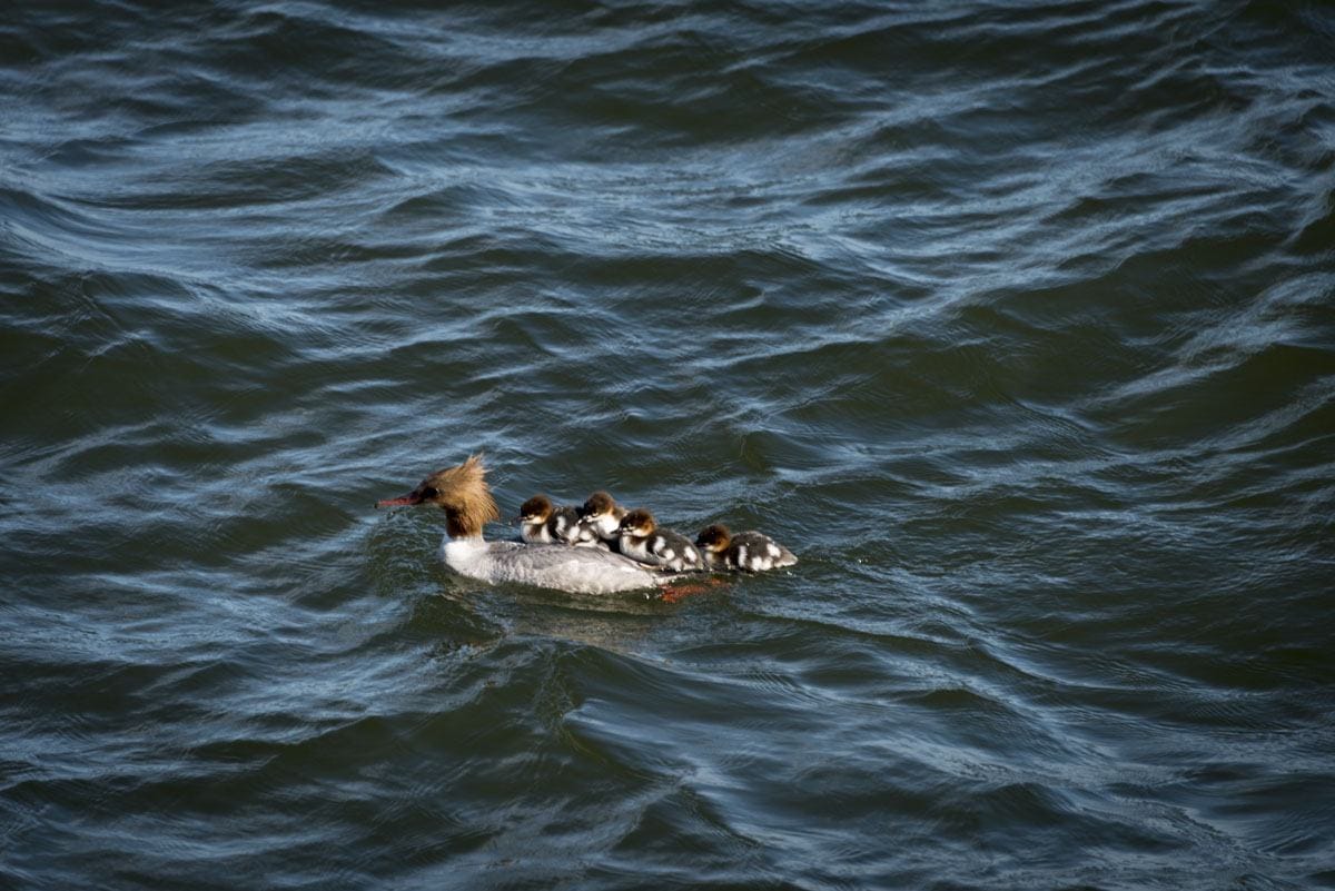 helsinki duck babies