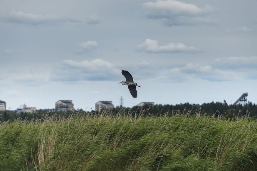 lammasaari birdwatching