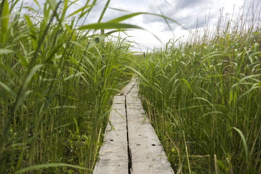 lammasaari boardwalk reeds