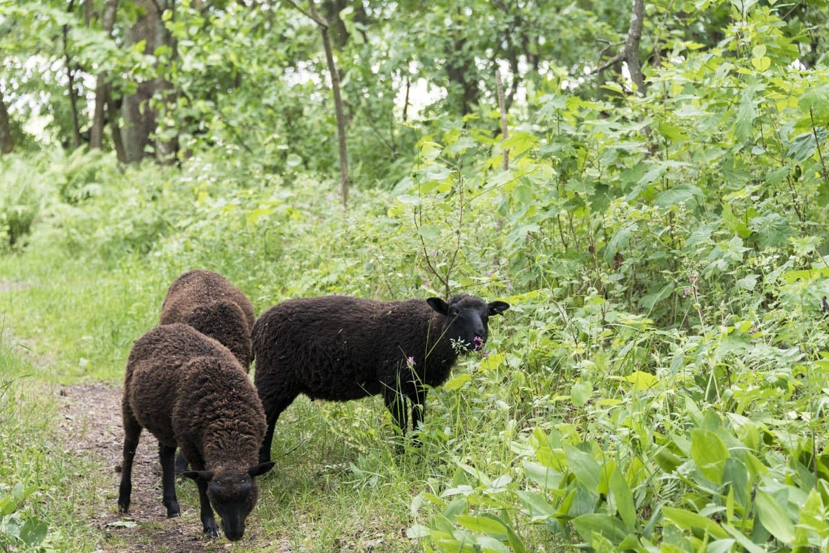 lammasaari lambs