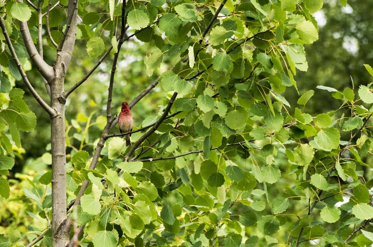 lammasaari rare bird