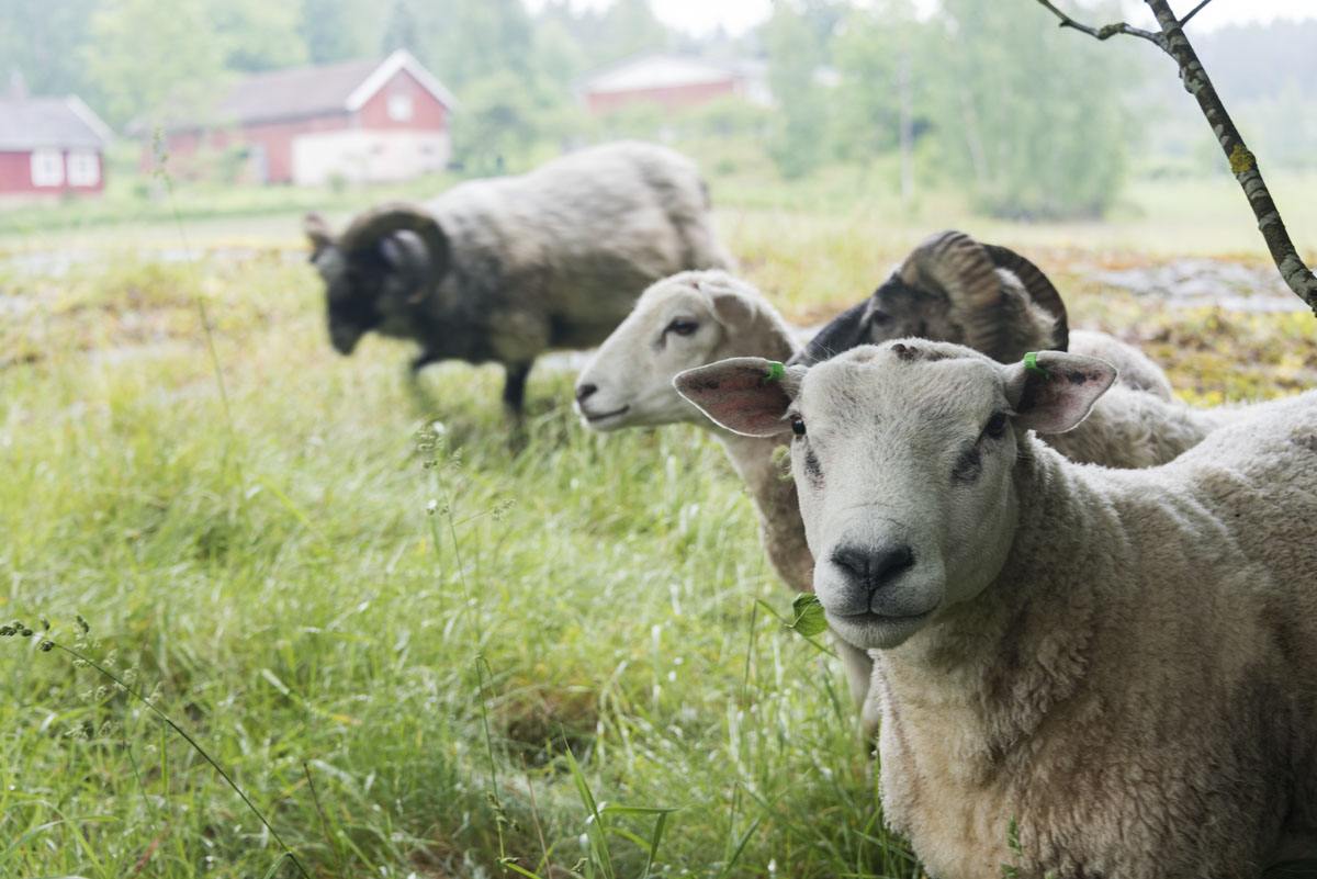 lohjansaari finland 3 sheep