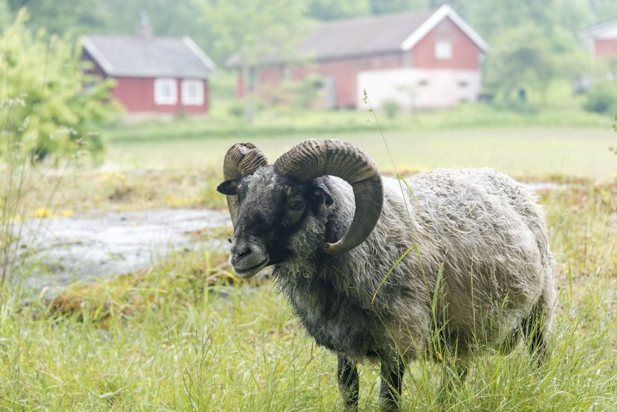 lohjansaari finland martinpiha sheep