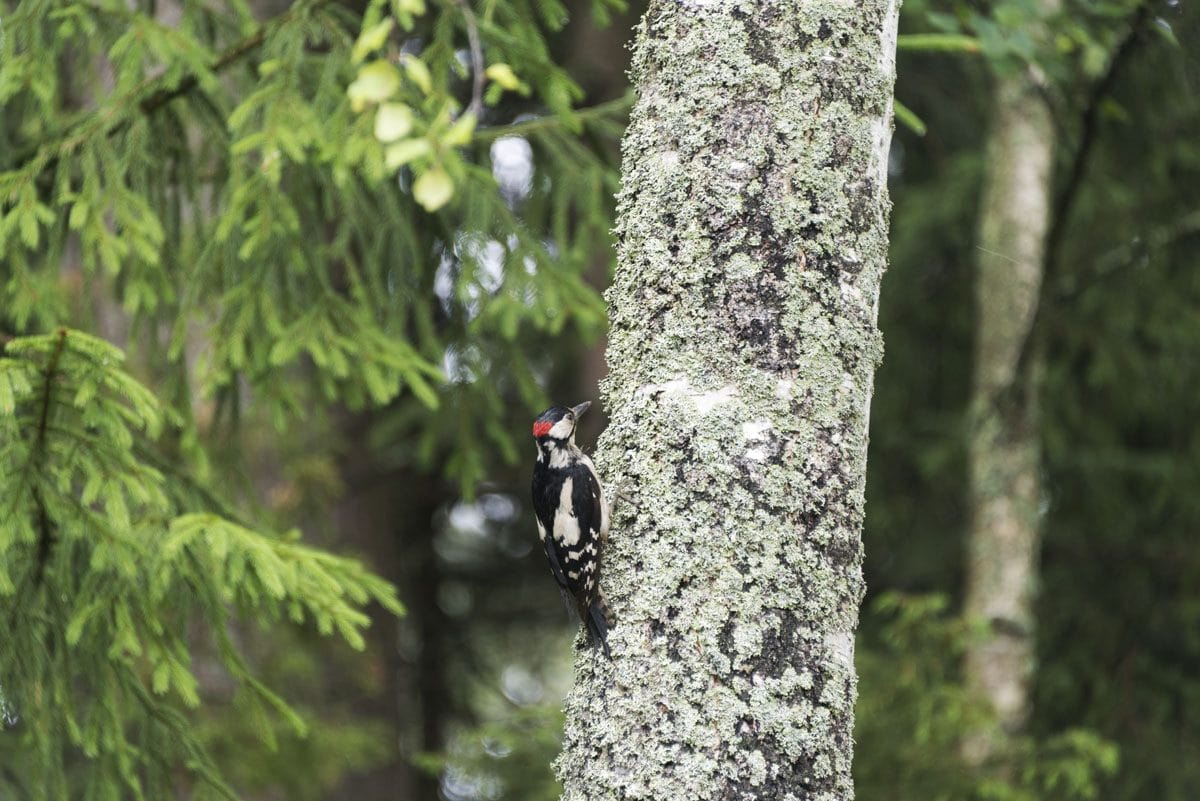 lohjansaari finland woodpecker