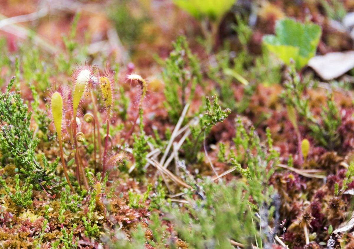 nuuksio carnivorous plant