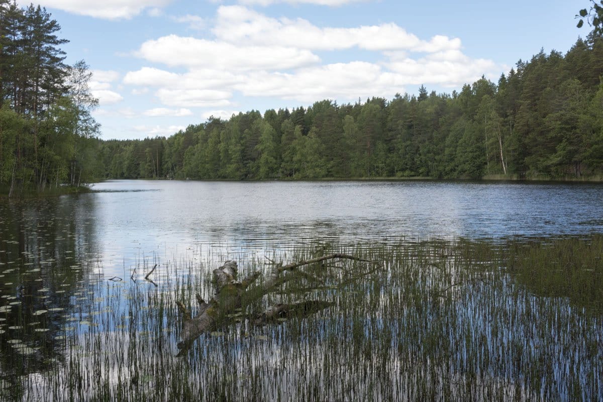 nuuksio lake branch