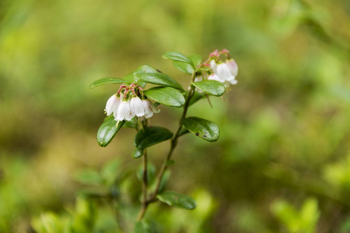 nuuksio mini plant