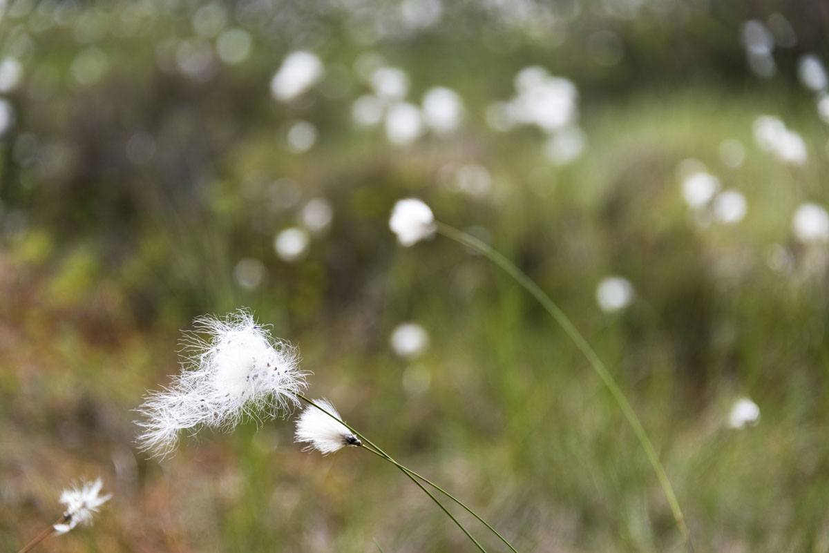 nuuksio mire fluffy flowers 2