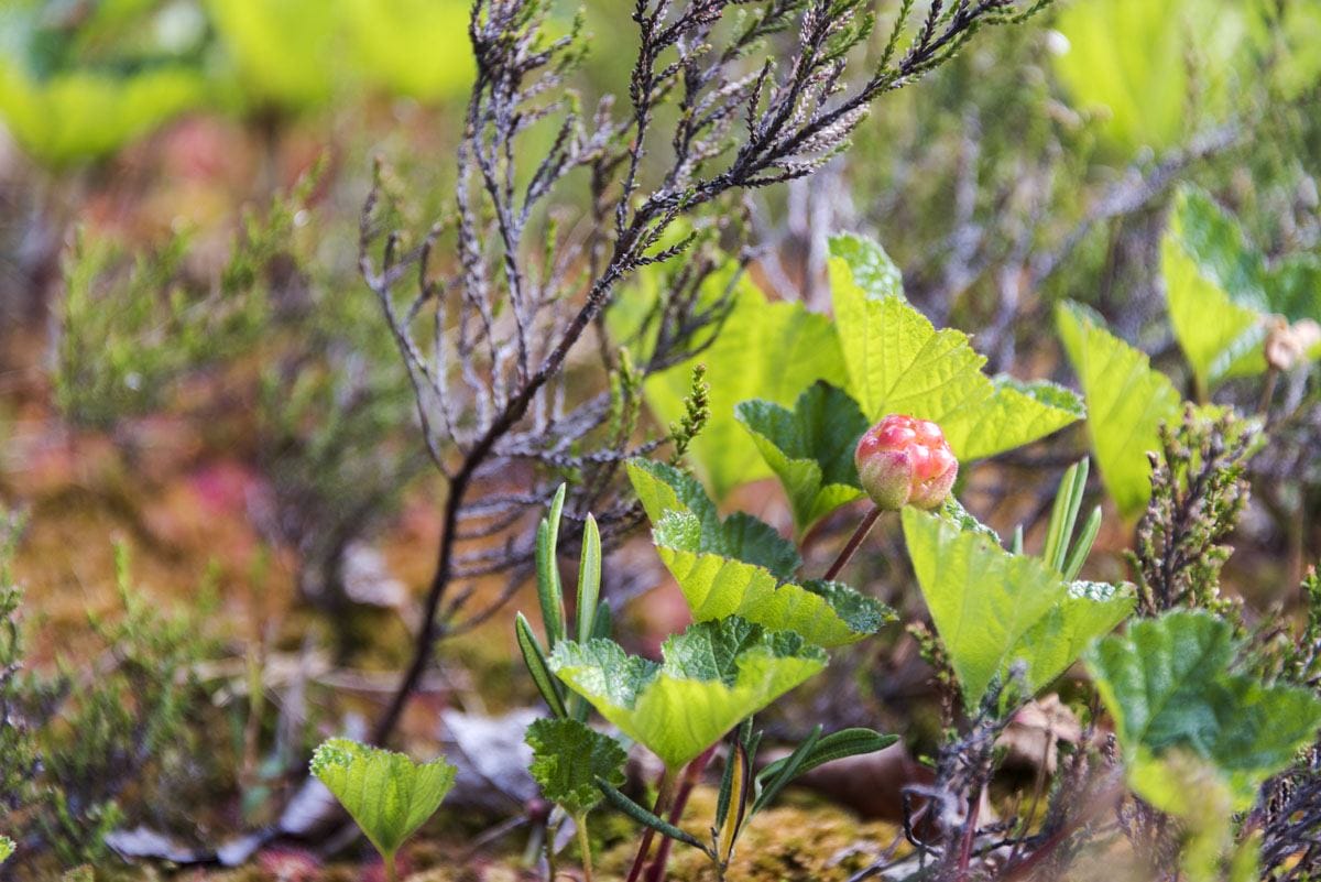 nuuksio mire garden