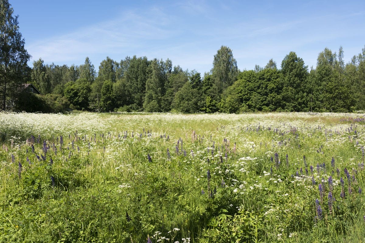 vihti to lohja wildflowers