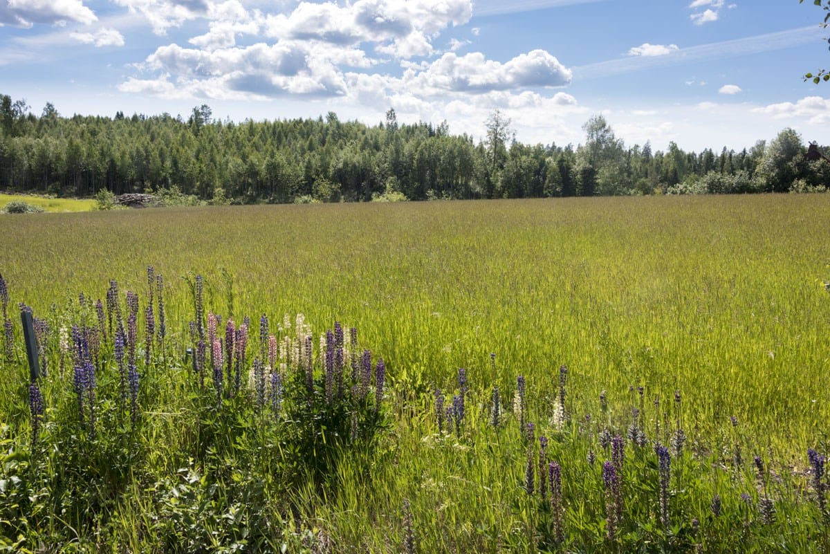 visit lohja to vihti wildflowers