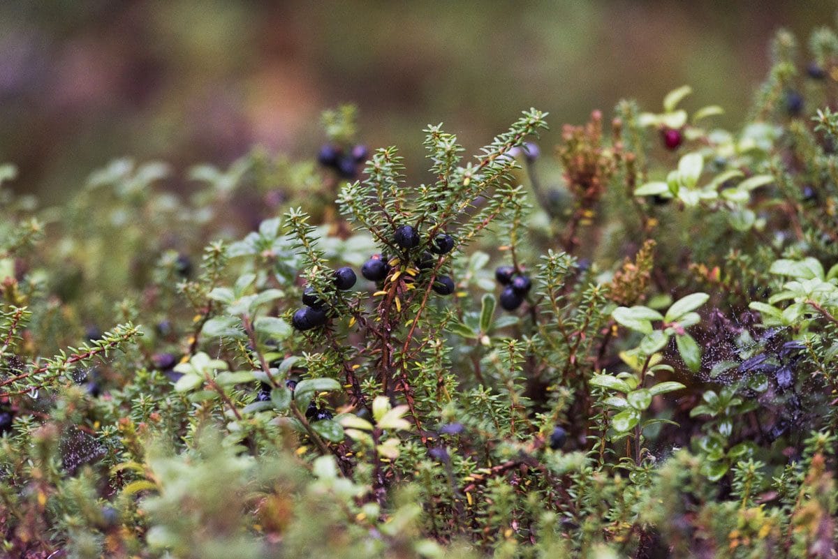 autumn-berries-lapland