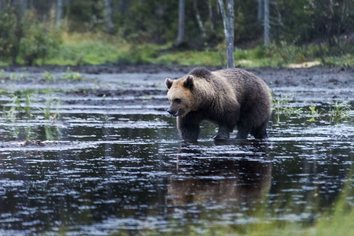 bear-bathing