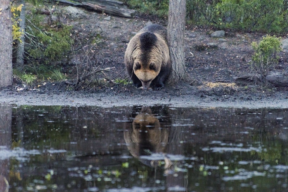 bear-drinking-forest