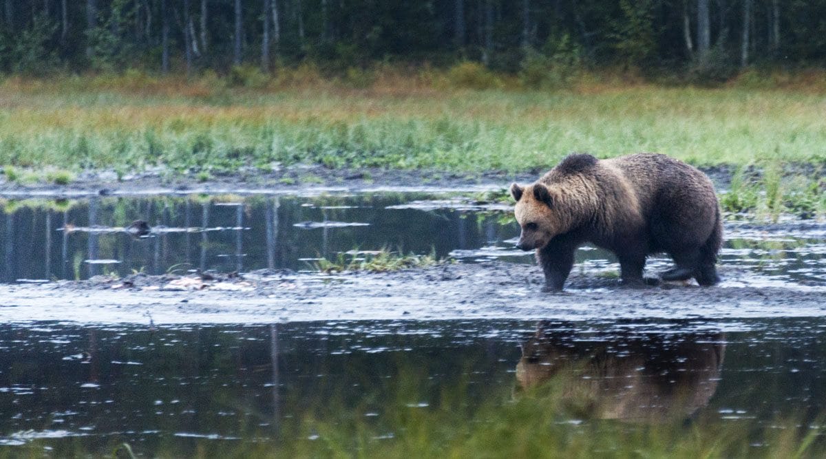 bear-kuusamo-autumn